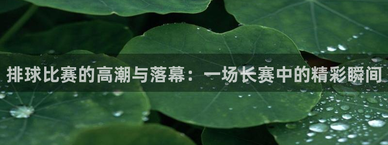  意昂登录：排球比赛的高潮与落幕：一场长赛中的精彩瞬间