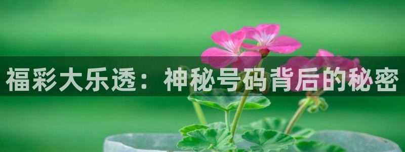 绿茵直播体育在线观看免费：福彩大乐透：神秘号码背后的秘密
